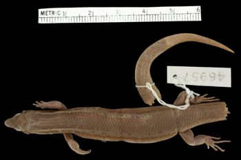 Media type: image;   Herpetology R-46957 Aspect: dorsal